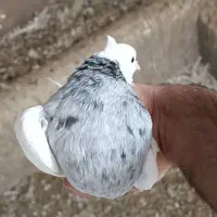 کبوتر طوقی ماده ( چهار عدد )|پرنده|کرمانشاه, |دیوار