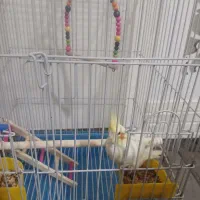 عروس‌هلندی