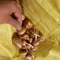 خریدوفروش|خدمات باغبانی و درختکاری|نیشابور, گنبد سبز|دیوار