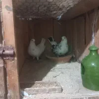 کبوتر جفتی|پرنده|سنگر, |دیوار