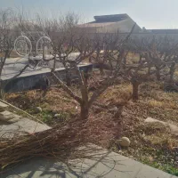 هرس کاری سم پاشی کوددهی شمشادزنی کاشت نهال ...