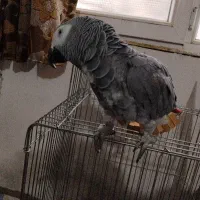 کاسکو پرحرف