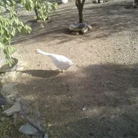 فروش پرنده باقیمت مناسب|پرنده|اشترینان, |دیوار