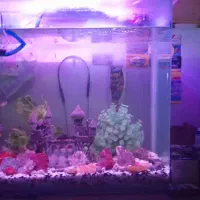 اکواریوم شیشه خم باماهی تمام لوازم