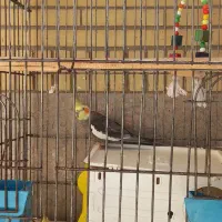 جفت عروس مولد