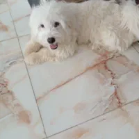 سگ (پت) نر و ماده شیتزو تریرفروش هم تکی هم باهم