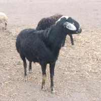 قوچ تازه شیشک شده با پرش عالی