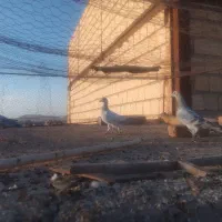 جوجه کفتر|پرنده|ملک‌آباد, |دیوار