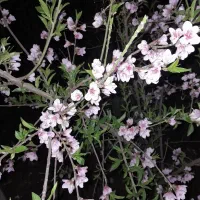 گمشده ای دارم در روستاهای حاجی قوشان