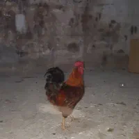 خروس محلی|حیوانات مزرعه|رشت, بیجارپس|دیوار