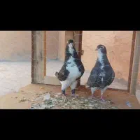 یک جفت کبوتر