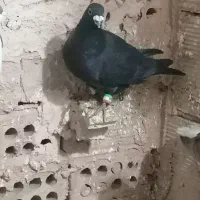 کبوتر گرفتنی