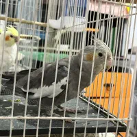 جوجه عروس هلندی سخنگو