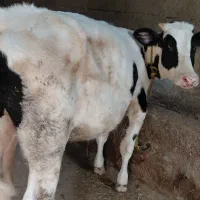فروش گوساله ماده‌