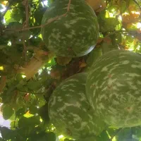 کدو|گل و گیاه طبیعی|کرمان, |دیوار