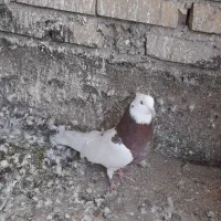 کفتر پرشی به شرط|پرنده|مشهد, فاطمیه|دیوار