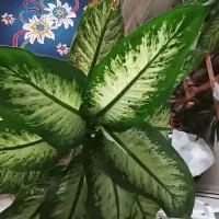 دیفن باخیا  قد بلند وسرحال|گل و گیاه طبیعی|مشهد, نظام دوست|دیوار