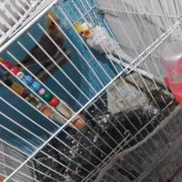 عروس هلندی خیلی خوب|پرنده|تربت جام, شاهد|دیوار