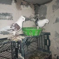 3عدد کبوتر یک نر دو ماده|پرنده|لاجان, |دیوار