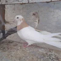 کبوتر|حیوانات|کرمانشاه, |دیوار