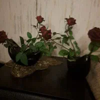 گل سرخ