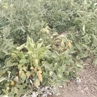 ۱۳۰۰مترزمین