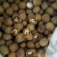 فروش گردو