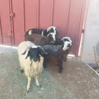 بره نر ترکی