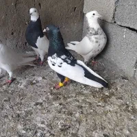 کبوتر|پرنده|شوشتر, |دیوار