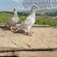 کبوتر مینا