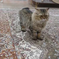 واگذرانی گربه پرشین