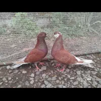 کبوتر سرخ پرشی بشرط ۸ ساعت هم خودشون هم جوجه هاشون|پرنده|رشت, نیروی دریایی|دیوار