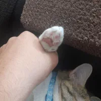 واگذاری گربه ماده واکسیناسیون شده|گربه|خمینی‌شهر, |دیوار