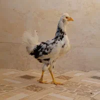 مرغ گلین|حیوانات مزرعه|برازجان, |دیوار