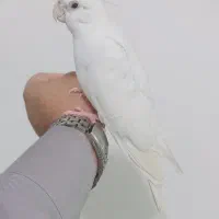 عروس هلندی|پرنده|زهک, |دیوار