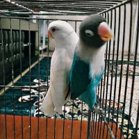 کوتوله برزیلی