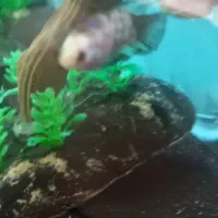 ماهی فایتر|ماهی|تهران, تهرانپارس شرقی|دیوار