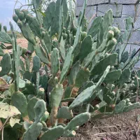 کاکتوس خرگوشی