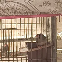 ۲ عدد فنج ماده، جوان