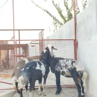 سلام 3عدد گوسفند عتیقه