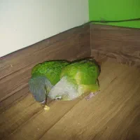 ۲عدد طوطی گرینچیک