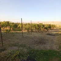 ویلا به همراه زمین کشاورزی فروش تک و کامل|فروش دفتر صنعتی، کشاورزی، تجاری|ماهیدشت, |دیوار