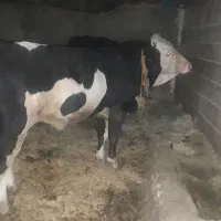 گاو شیری|حیوانات مزرعه|دهگلان, |دیوار