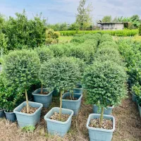 فروش گل و گیاه|گل و گیاه طبیعی|تنکابن, |دیوار