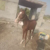 کره اسب ۱سالونیم