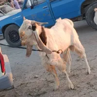 گوسفند فروشی