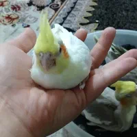 عروس هلندی|پرنده|ری, دولت‌آباد|دیوار