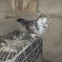 تکپر پرشی|پرنده|کلاله, |دیوار