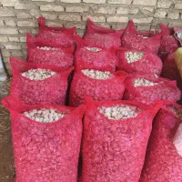 سیر پلار بذر