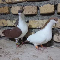 کفتر نرو ماده|پرنده|مه ولات, |دیوار